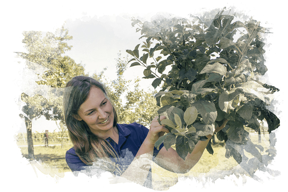 Angelika Bräuer überprüft einen Apfelbaum