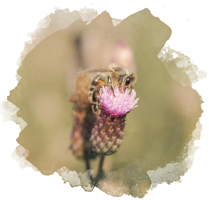 Biene sitzt auf einer Distelblüte