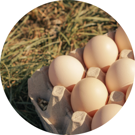 Eier im Karton auf der Wiese