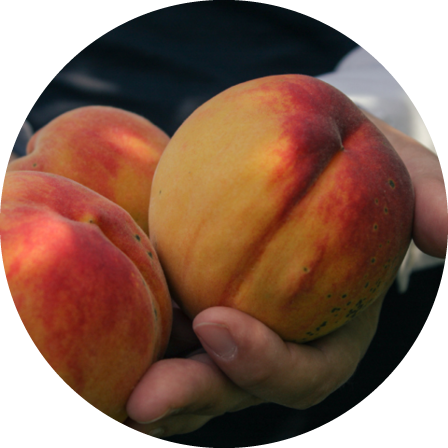 Eine Hand die drei rot-orangene Pfirsiche hält