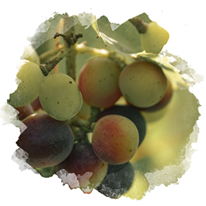 Nahaufnahme einer Weinrebe mit grünen Weintrauben, die schon violett werden