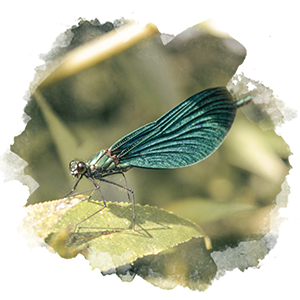 eine grün-blau schillernde Libelle sitzt auf einem Blatt