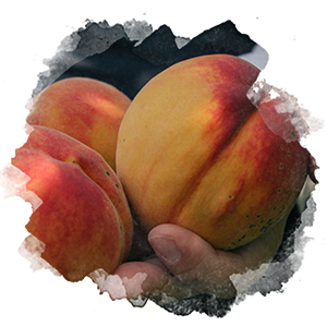 Eine Hand die drei rot-orangene Pfirsiche hält