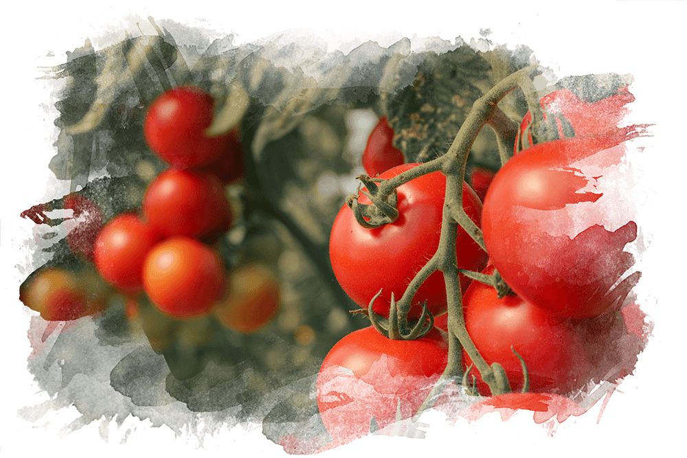Rote Bio-Tomaten vom MachlandHof