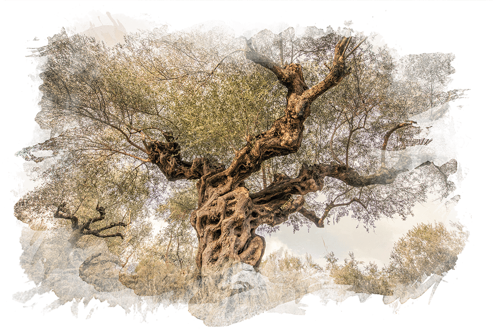 Großer, alter Olivenbaum auf Mani