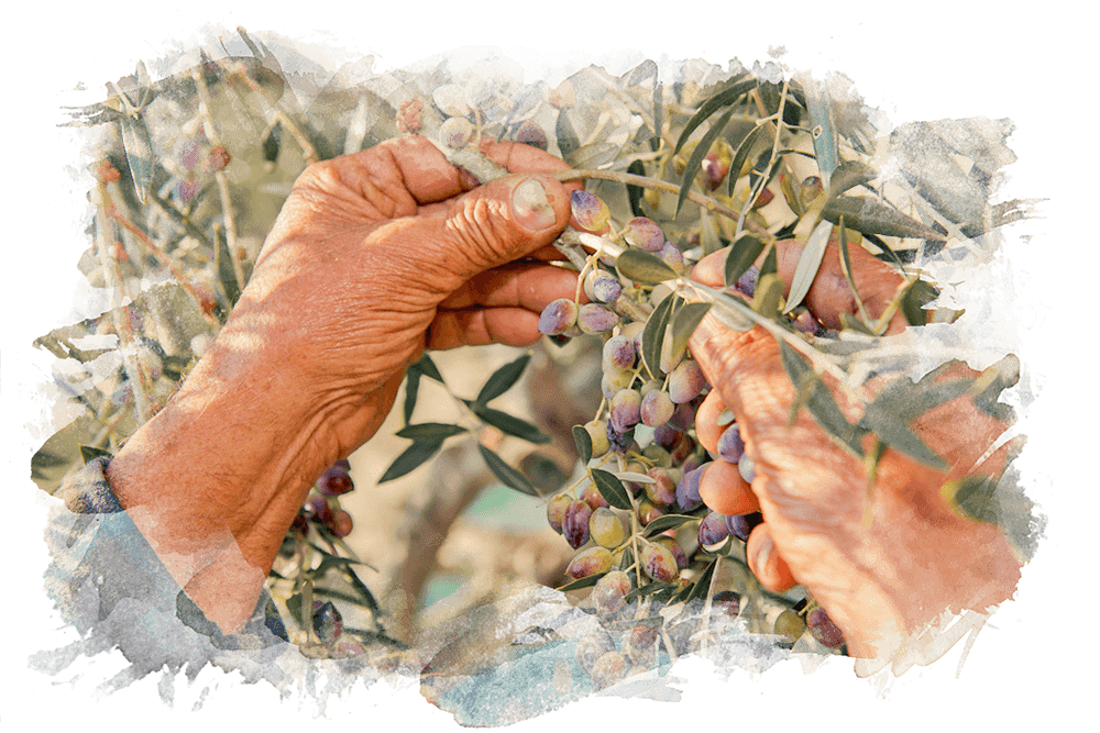 Hände pflücken Oliven vom Baum